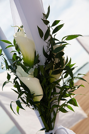 DHP_3385